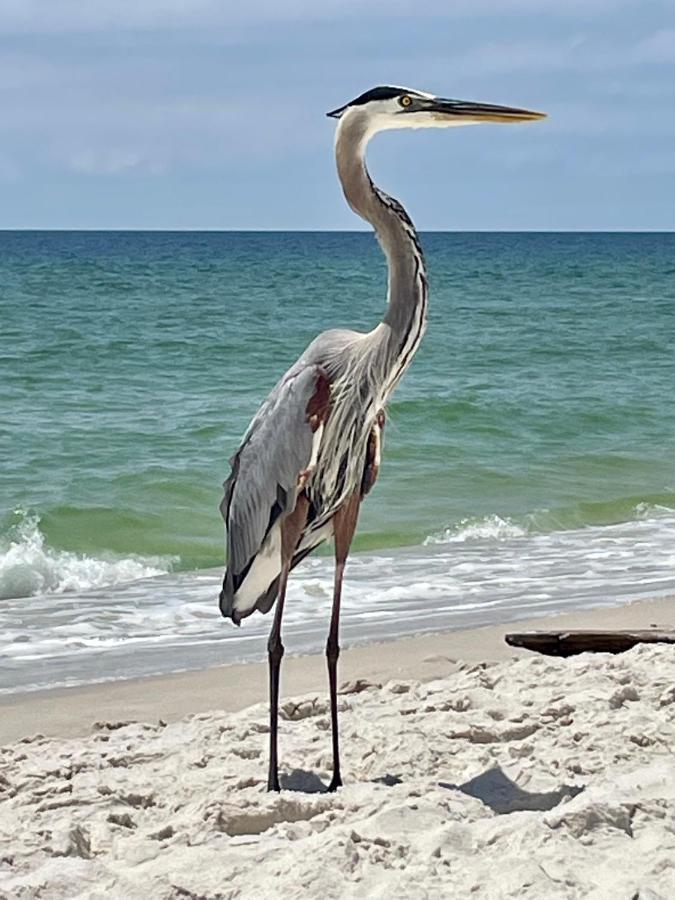Shoalwater 704 Daire Orange Beach Dış mekan fotoğraf